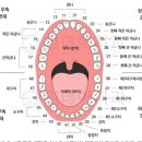 담버그씨의 치아 점수법[자동차사고 맥브라이드표상 전 치아 소실 기준 : 노동능력 상실률(19%)] 이미지