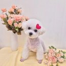 마마스미독 펫살롱 대전점 | 관저동 애견미용실(스트레스 받지않게 안전하게!!)