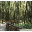 숲속의 하루 이미지