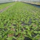 김덕규 농장 이미지