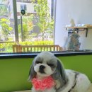 동그리멍 이미지