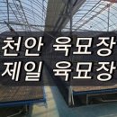 제일육묘장