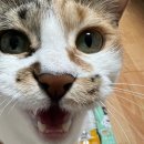 까까멍냥 | [ 고양이 간식, 강아지 간식 ] 요고멍냥 &#39;요고스쿱&#39; 후기♥