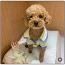 광주 애견유치원 애견호텔 플레이멍 이미지