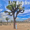 원트리투어 | LA 근교 조슈아트리 국립공원 투어 후기 | 코스와 소요시간 정리