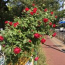 수명산약국 | 주간 산짐승 : 스승의 날｜보건지원강사｜관악산｜마곡