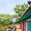 임허사 - 1884 | 포항 이팝나무 꽃가루 흥해향교 이팝꽃 만개