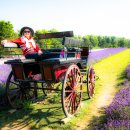 Kelso Lavender Farms 2026 이미지