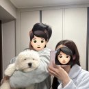 하동동물병원 | 꼬똥 드 툴레아 켄넬 코튼하우스 분양 후기 - 새 가족이 생겼어요!