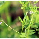 경안천습지생태공원 이미지