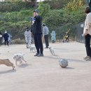 라온펫동물병원 | 반려동물 키우기 좋은 송파구, 돌봄·의료·놀이 3박자 動物福祉 구현!