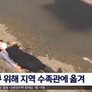 길이 3미터 &#39;대왕오징어&#39;, 해변가에서 산 채로 발견 ㄷㄷ 이미지