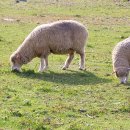 재일목장 이미지