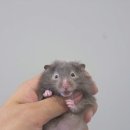 털뭉치즈 이미지