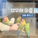 (주)씨알팜 | 강원도 춘천 여행 코스 아이랑 가볼만한 곳 추천ㅣ앵무새마을