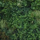 수직의 정원 이미지