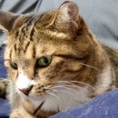 고양이분실, 부산시 서구 꽃마을로 남성한빛아파트에서 실종된 고양이를 찾습니다! 이미지