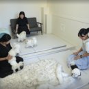 펫하우스애견 이미지