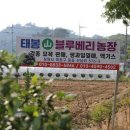 봉강가술로 | 블루베리체험 태봉산 블루베리 서울근교 당일치기 농장체험 추천!