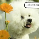 비숑 - 청주시 상당구 성안로 66-1 | 비숑