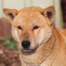 똥강아지 이미지