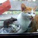 기막힌 동거 이미지