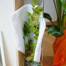 장만윤농장 | 집에서 블루베리 키우기 DIY 1주 세트 깨비농장 블루베리 묘목