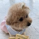 슈가브리움 이미지