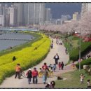 온천천시민공원 영산홍 이미지