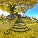 능주향교 은행나무 이미지