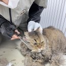 김경은미용실 | 부산 고양이 무마취미용 소문난 곳!
