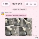멍댕이 애견유치원 네이버블로그
