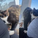 냥이사랑 이미지