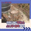 송파제일주유소(셀프) | 인천 LPG주유소 소나무 벌목 후기