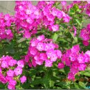 고기의유혹 이미지