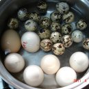 솔롱고스 이미지