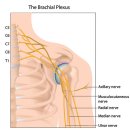 도수치료 - 상완신경총 마비(brachial plexus injuries) 이미지