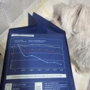 바이오드동물병원 | 동물병원 전용 오드패드, 강아지배변패드 대형으로 갈아탄 솔직 비교 후기