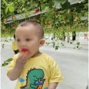 큰별아이어린이집 | 큰별어린이집에서의 나주 체험, 아이들의 웃음과 성장의 또 다른 이름