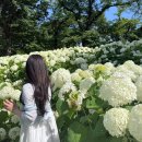 향토박물관 | 뒤늦은 도쿄 일상 : 도쿄 후추시 향토의 숲 박물관 방문기 ( 숨은 도쿄 수국 명소 추천 / 도쿄수국스폿 )