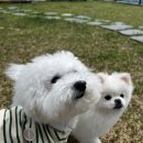 폴앤도기 동남캠퍼스 | 청주애견호텔 도심 속 반려견의 행복한 하루, 폴앤도기 동남캠퍼스