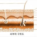 피부N(피부엔) 이미지