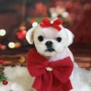 콩이네 이발소 이미지