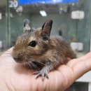 애니멀프렌즈 이미지