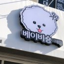 베이비숑 그루밍 이미지