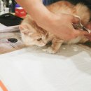 피움동물병원 이미지