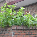 병길농장 이미지