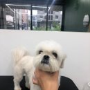 또리네 멍멍이 미용실 이미지