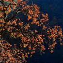 고향산전 이미지