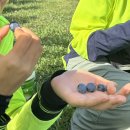 권태농장 이미지